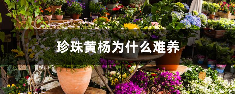 珍珠黄杨为什么难养 珍珠黄杨为什么难养