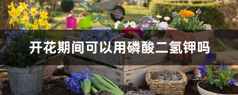 开花期间可以用磷酸二氢钾吗