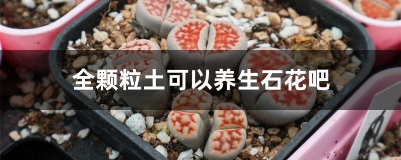 全颗粒土可以养生石花吧 全颗粒土可以养生石花吧