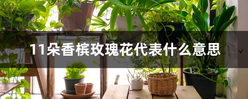 11朵香槟玫瑰花代表什么意思 11朵香槟玫瑰花代表什么意思
