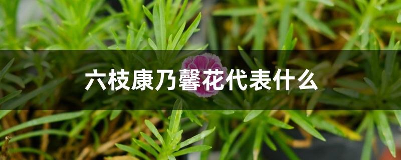 六枝康乃馨花代表什么 六枝康乃馨花代表什么