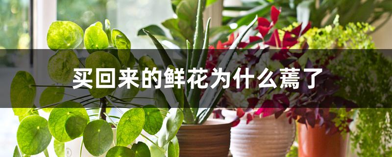 买回来的鲜花为什么蔫了 买回来的鲜花为什么蔫了