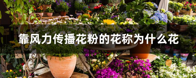 靠风力传播花粉的花称为什么花 靠风力传播花粉的花称为什么花