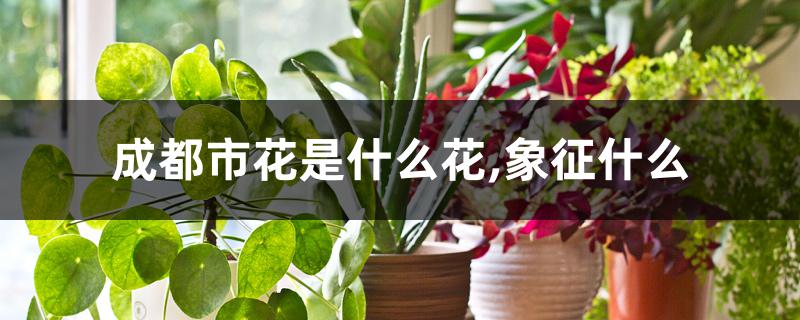 成都市花是什么花,象征什么 成都市花是什么花,象征什么