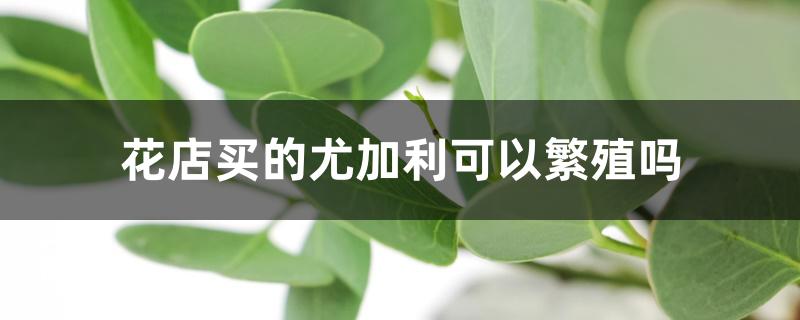 花店买的尤加利可以繁殖吗 花店买的尤加利可以繁殖吗