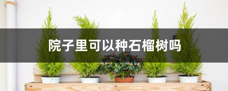 院子里可以种石榴树吗 院子里可以种石榴树吗