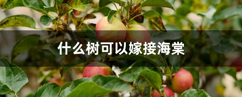 什么树可以嫁接海棠 什么树可以嫁接海棠