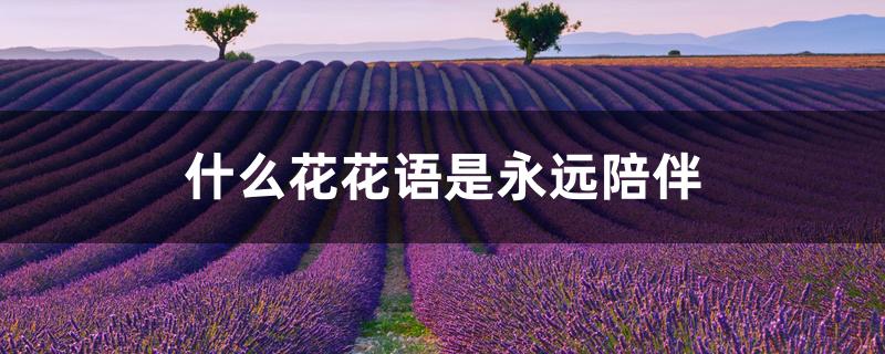 什么花花语是永远陪伴 什么花花语是永远陪伴