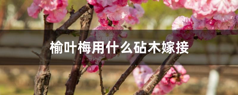 榆叶梅用什么砧木嫁接