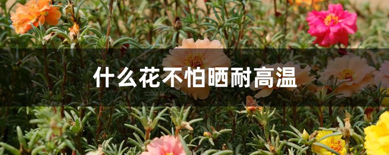 什么花不怕晒耐高温 什么花不怕晒耐高温