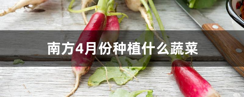 南方4月份种植什么蔬菜 南方4月份种植什么蔬菜