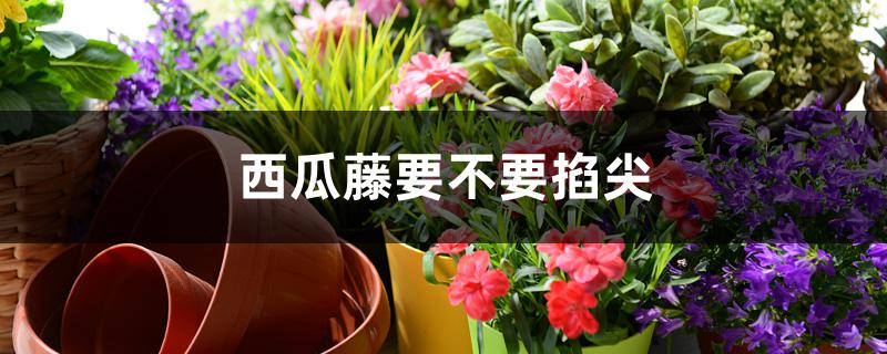 西瓜藤要不要掐尖 西瓜藤要不要掐尖