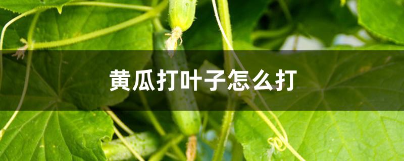 黄瓜打叶子怎么打 黄瓜打叶子怎么打