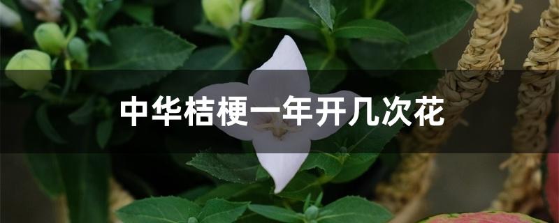 中华桔梗一年开几次花 中华桔梗一年开几次花