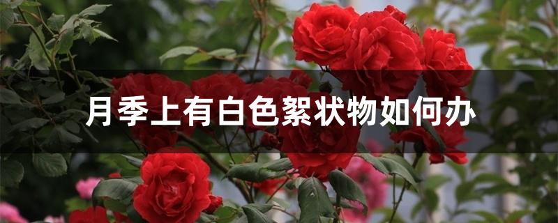 月季上有白色絮状物如何办 月季上有白色絮状物如何办