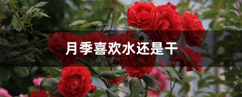 月季喜欢水还是干 月季喜欢水还是干