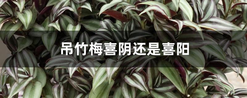 吊竹梅喜阴还是喜阳 吊竹梅喜阴还是喜阳