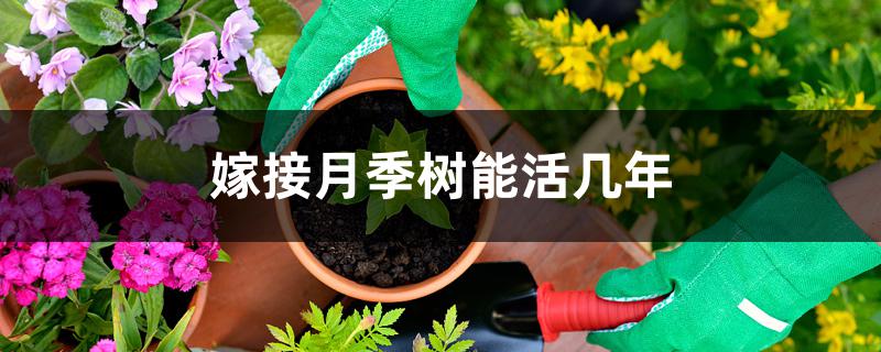 嫁接月季树能活几年 嫁接月季树能活几年
