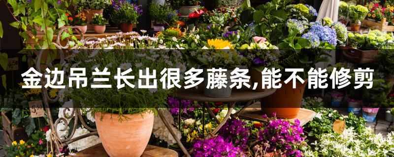 金边吊兰长出很多藤条,能不能修剪 金边吊兰长出很多藤条,能不能修剪