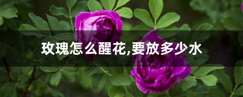 玫瑰怎么醒花,要放多少水 玫瑰怎么醒花,要放多少水