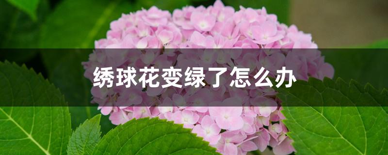 绣球花变绿了怎么办 绣球花变绿了怎么办
