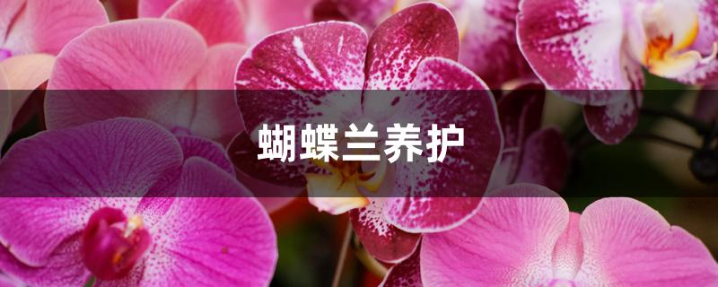 蝴蝶兰养护 蝴蝶兰养护