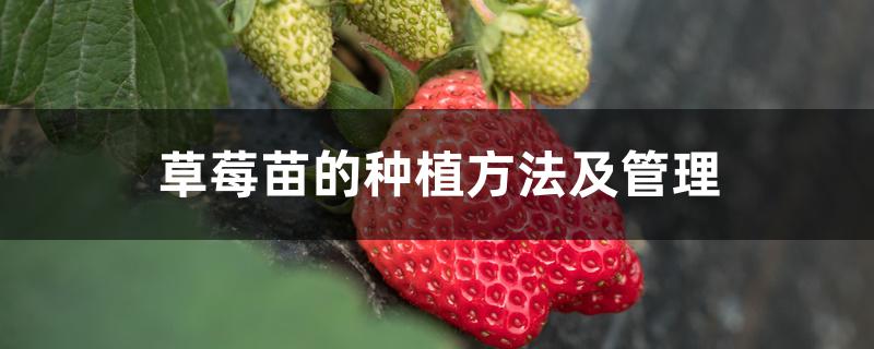 草莓苗的种植方法及管理 草莓苗的种植方法及管理