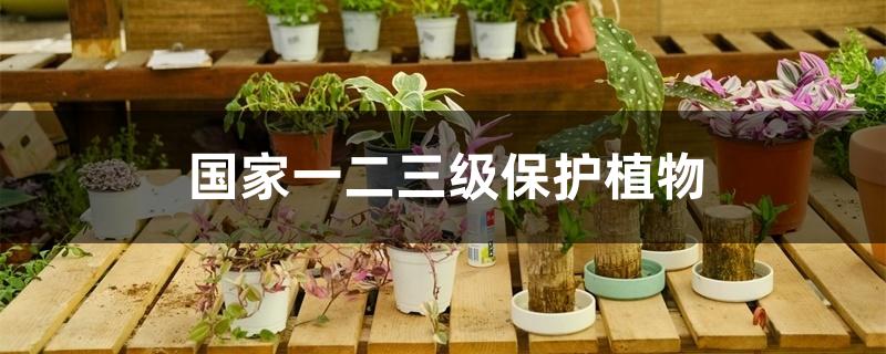 国家一二三级保护植物 国家一二三级保护植物