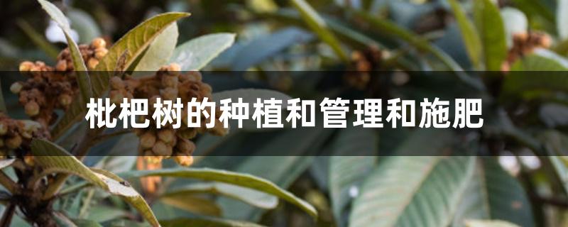 枇杷树的种植和管理和施肥 枇杷树的种植和管理和施肥