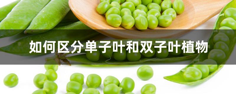 如何区分单子叶和双子叶植物 如何区分单子叶和双子叶植物