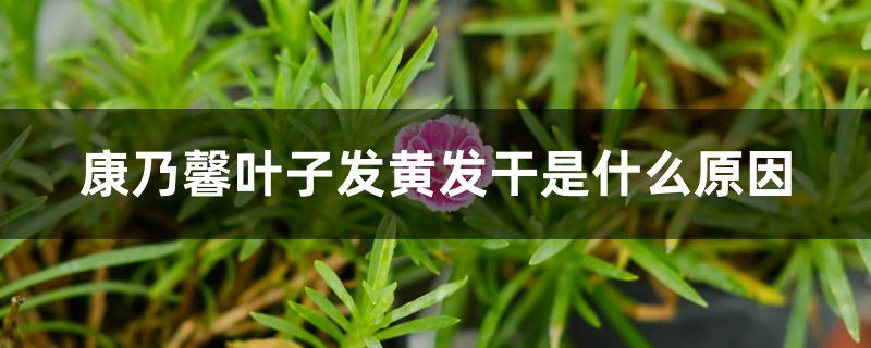 康乃馨叶子发黄发干是什么原因 康乃馨叶子发黄发干是什么原因