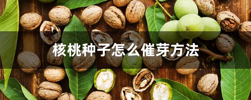 核桃种子怎么催芽方法 核桃种子怎么催芽方法
