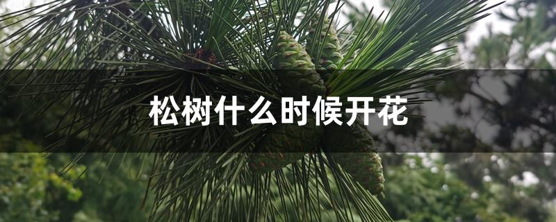 松树什么时候开花 松树什么时候开花