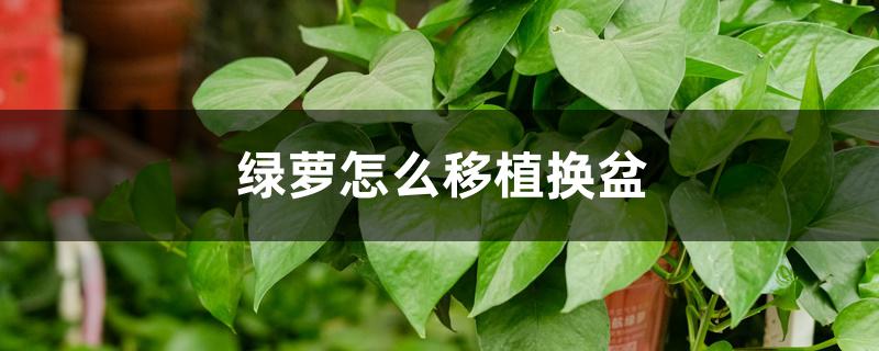 怎样给绿萝换盆,换盆时应注意什么 怎样给绿萝换盆,换盆时应注意什么