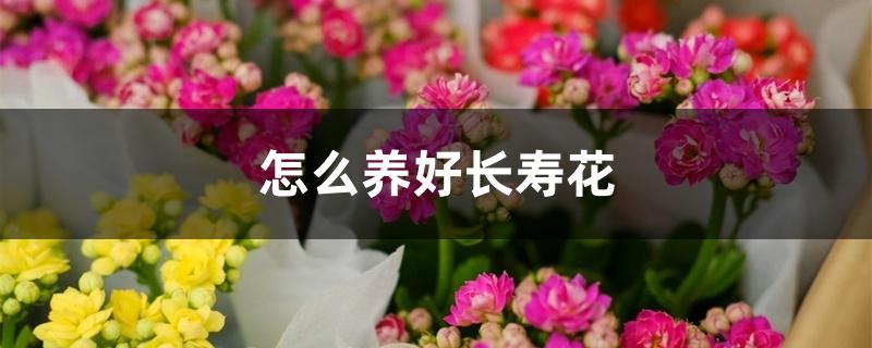 怎么养好长寿花,注意事项是什么 怎么养好长寿花,注意事项是什么