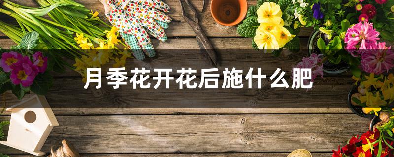 月季花开花后施什么肥 月季花开花后施什么肥