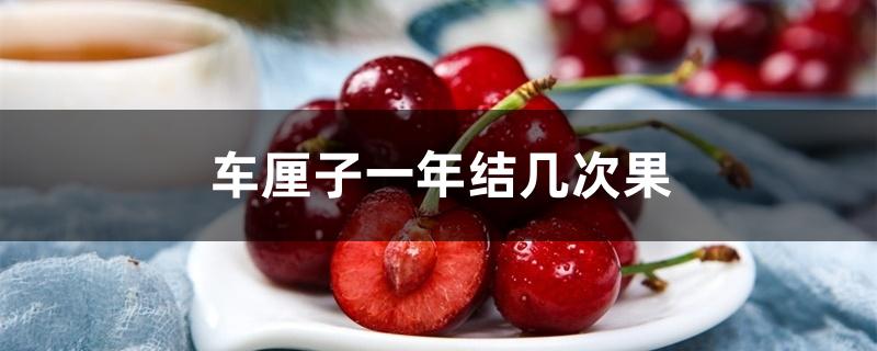 车厘子一年结几次果 车厘子一年结几次果