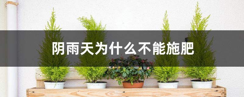 阴雨天为什么不能施肥 阴雨天为什么不能施肥