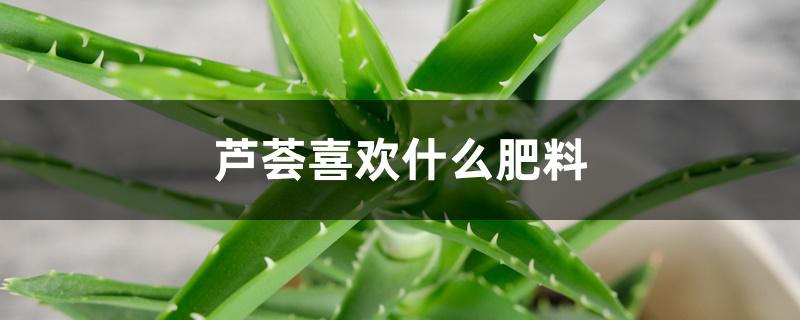 芦荟喜欢什么肥料 芦荟喜欢什么肥料