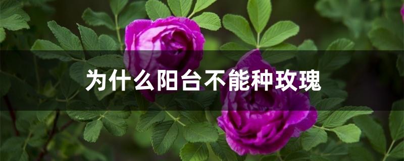 为什么阳台不能种玫瑰 为什么阳台不能种玫瑰