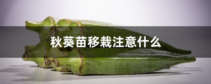 秋葵苗移栽注意什么 秋葵苗移栽注意什么