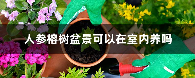人参榕树盆景可以在室内养吗 人参榕树盆景可以在室内养吗