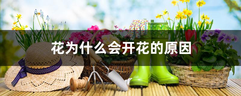 花为什么会开花的原因 花为什么会开花的原因