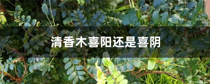 清香木喜阳还是喜阴 清香木喜阳还是喜阴