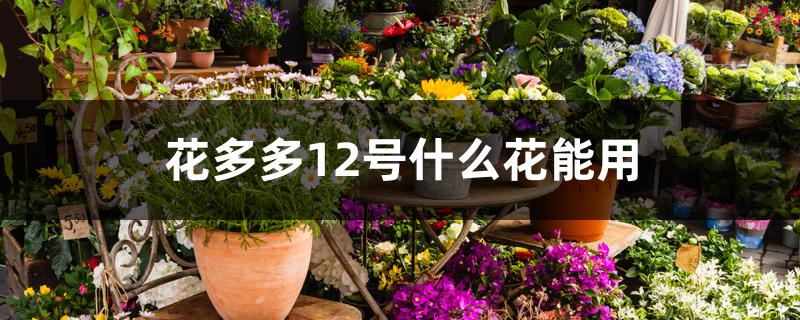 花多多12号什么花能用 花多多12号什么花能用