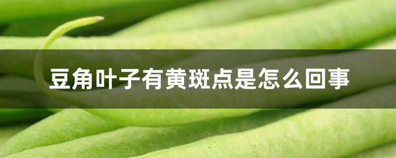 豆角叶子有黄斑点是怎么回事 豆角叶子有黄斑点是怎么回事