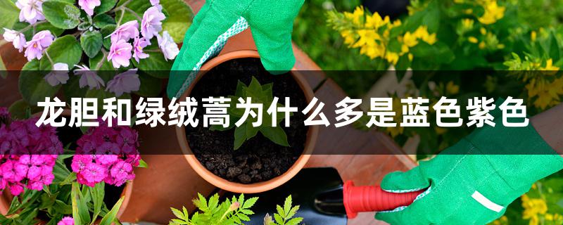 龙胆和绿绒蒿为什么多是蓝色紫色