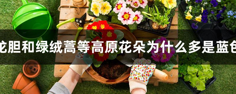 龙胆和绿绒蒿等高原花朵为什么多是蓝色 龙胆和绿绒蒿等高原花朵为什么多是蓝色