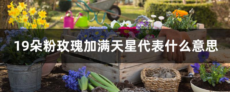 19朵粉玫瑰加满天星代表什么意思 19朵粉玫瑰加满天星代表什么意思