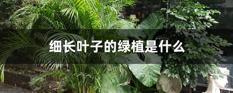细长叶子的绿植是什么 细长叶子的绿植是什么